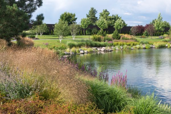 Pond Remodeling